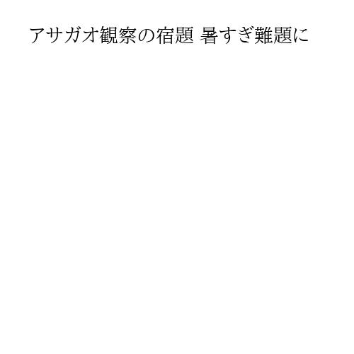 アサガオ観察の宿題 暑すぎ難題に