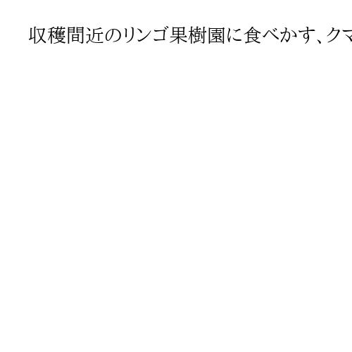 収穫間近のリンゴ果樹園に食べかす、クマの糞、足跡…　陸自の支援が始まった秋田・鹿角市