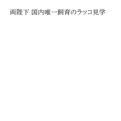 両陛下 国内唯一飼育のラッコ見学
