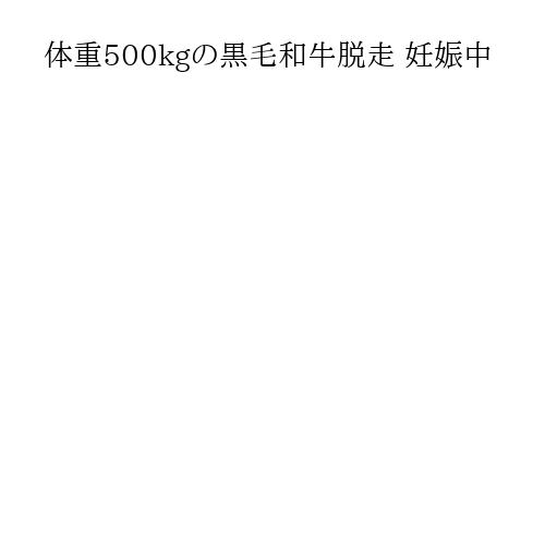 体重500kgの黒毛和牛脱走 妊娠中