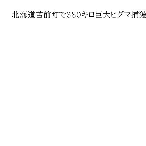 北海道苫前町で380キロ巨大ヒグマ捕獲　夏以降、複数回確認された個体か