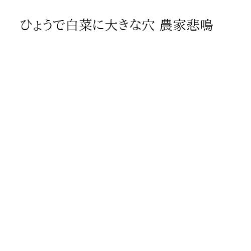 ひょうで白菜に大きな穴 農家悲鳴