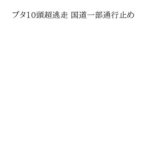 ブタ10頭超逃走 国道一部通行止め