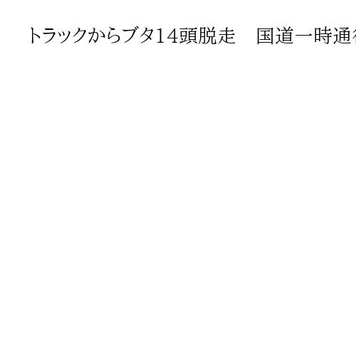 トラックからブタ14頭脱走　国道一時通行止め、愛知